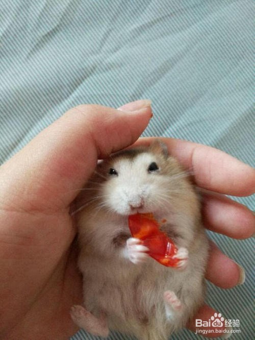 仓鼠啃笼子怎么解决