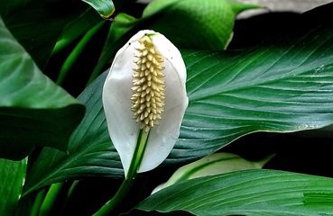 如何莳养风姿雅致的白鹤芋?