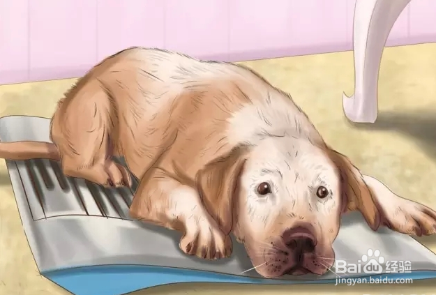 夏季狗狗中暑怎么办？如何预防？