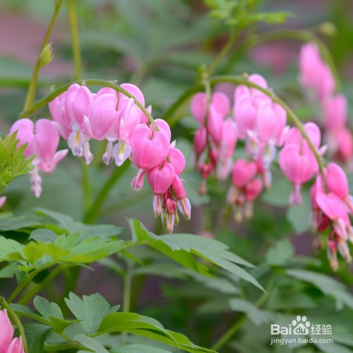 荷苞花的养殖方法和注意事项