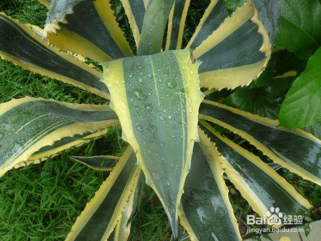 金边龙舌兰一般会长哪些害虫？