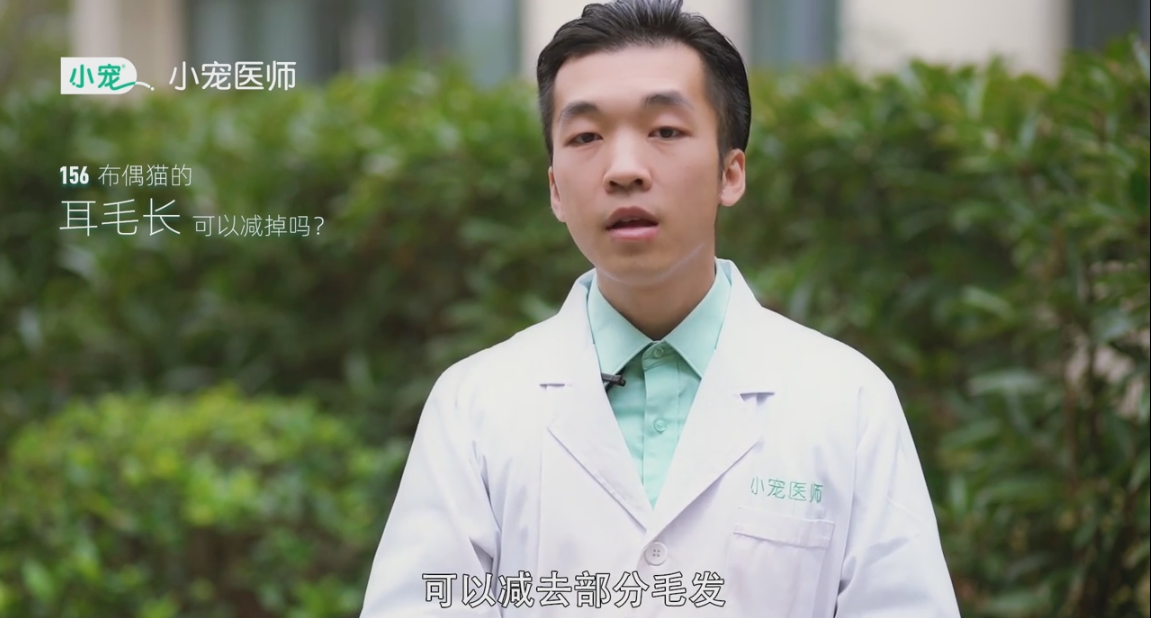 布偶猫的耳毛长可以减吗