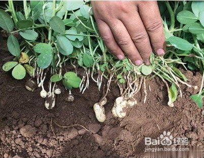 怎样种花生可以高产