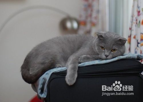英国短毛猫简单行为平时如何训练？