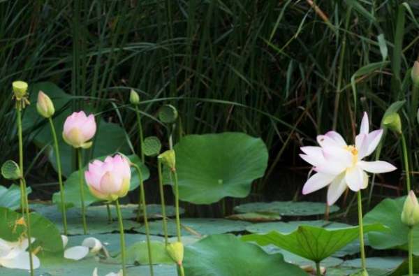 清欢的在爱中的含义是什么