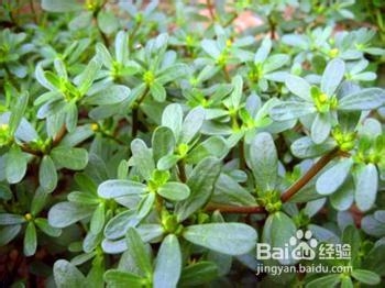 秘验单方 治疗糖尿病