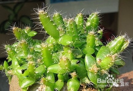 柚子、桂圆、火龙果，都可以变成有趣的盆栽