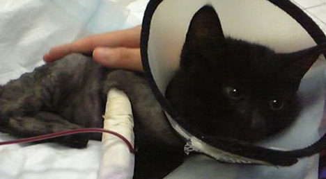 猫咪需要输血 血源怎么办