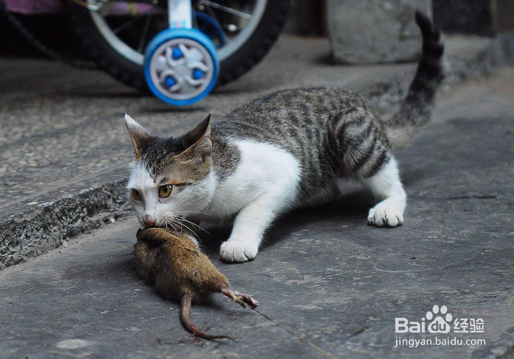 如何区分人的粪便和猫的粪便