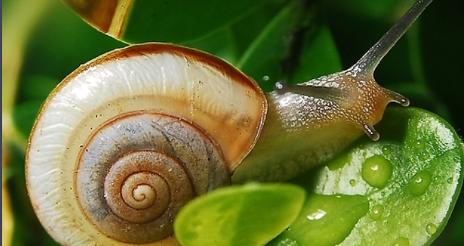 蜗牛为什么在墙上好几个月不动呢