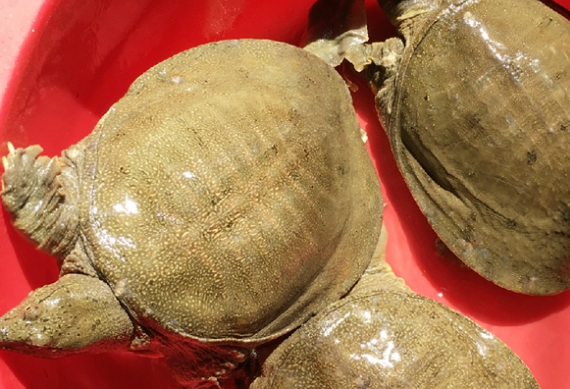 乌龟王八甲鱼鳖有什么区别