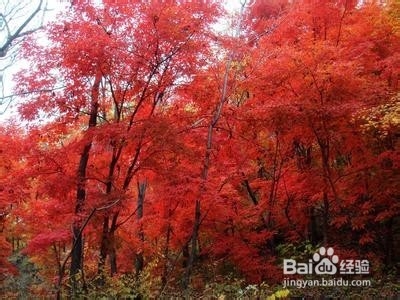济南红叶谷景区旅行贴士