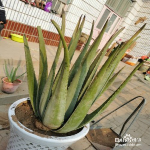 芦荟怎样栽培才会出芦荟小幼苗
