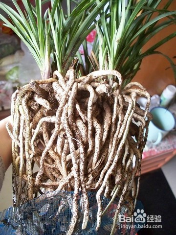 兰花兰菌的制作方法