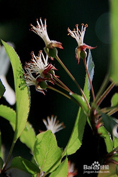 早更的原因、症状、调理方法