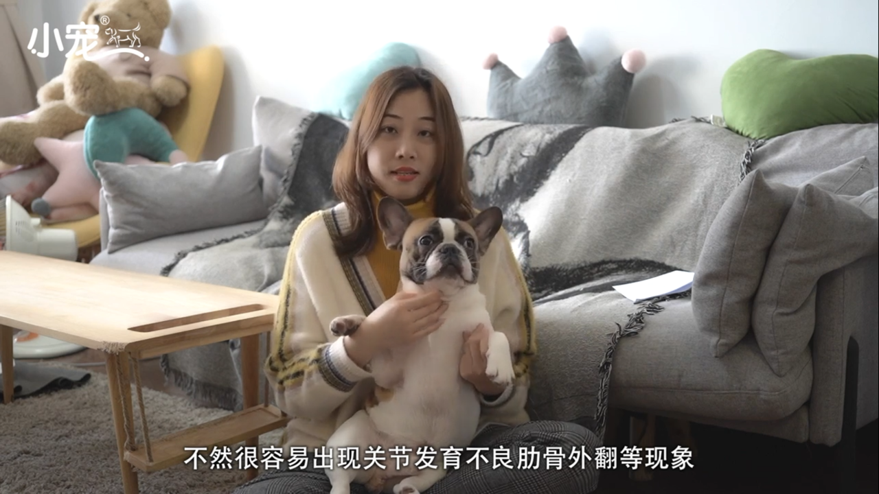 狗狗如何正确补钙