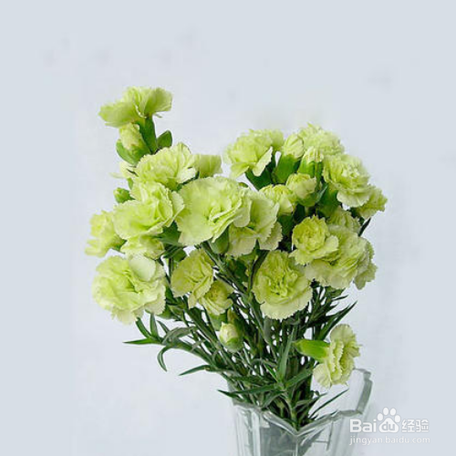 多头康乃馨怎么水养？