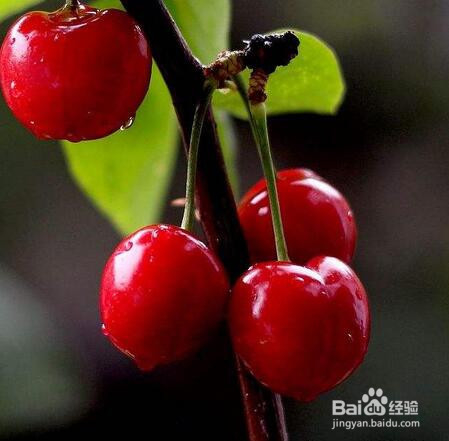 买樱桃时这样才能挑到好吃的