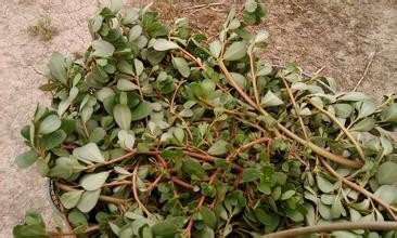 女人怀孕的时候不能吃什么?