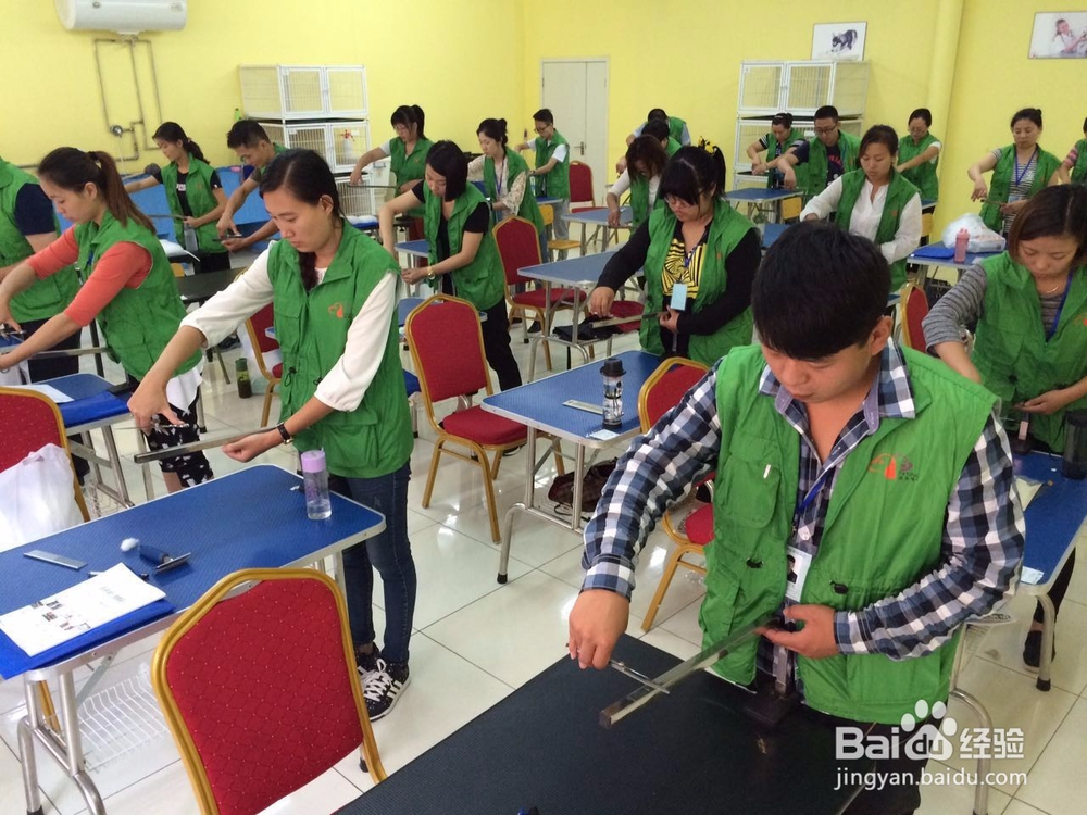 学宠物美容师能拿高薪吗