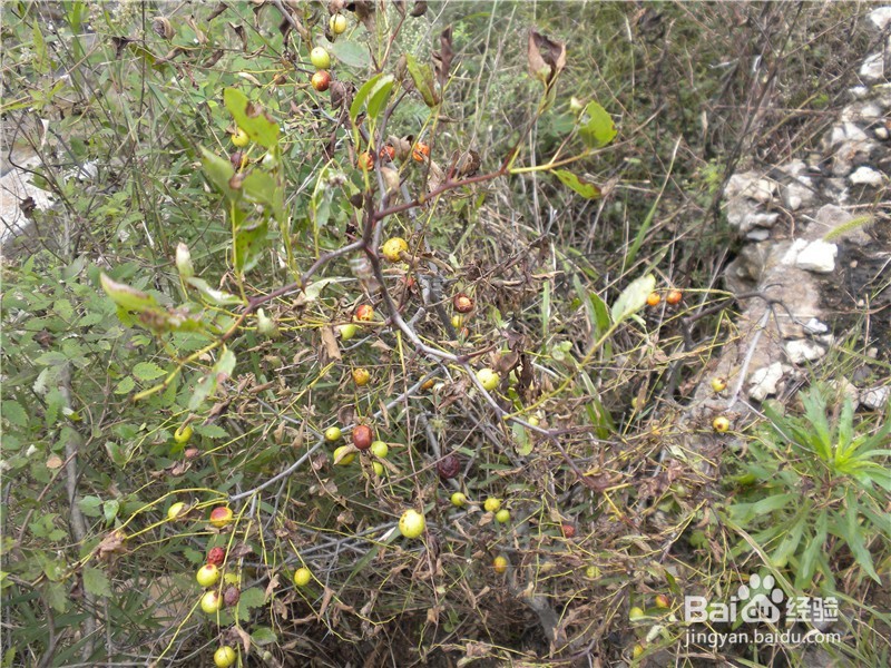 山东到哪儿去爬山？（一）