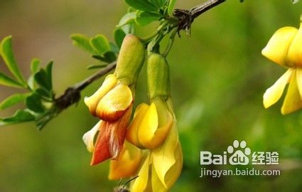 日常养生之食物与搭配(三)