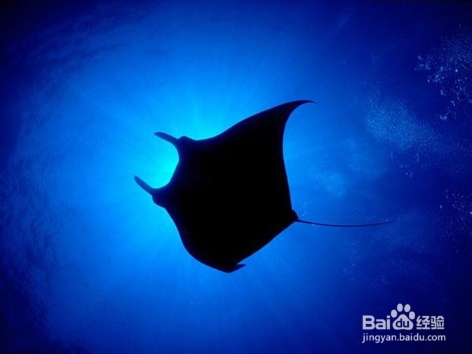 教如何你在水下拍摄有趣的照片