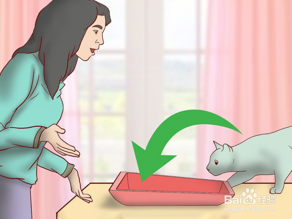 教你如何一只小猫开始养和注意事项有哪些?