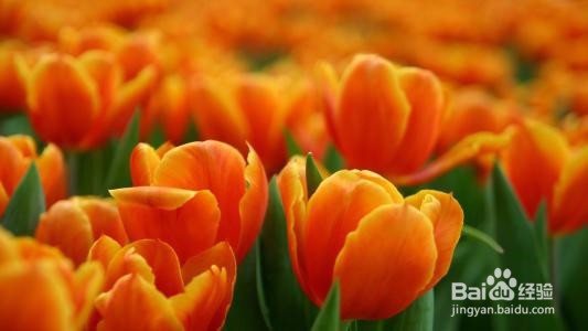 郁金香的养殖方法和注意事项都有什么?