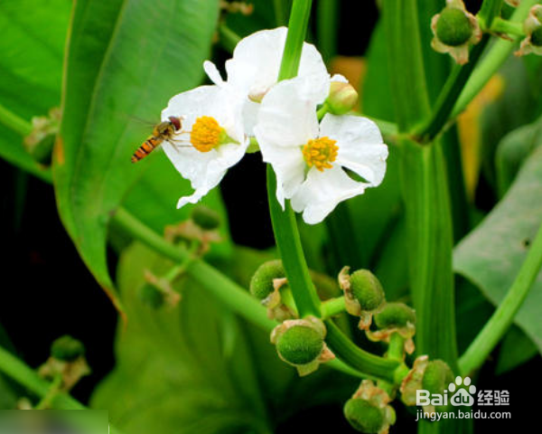 慈姑的功效与作用有哪些?