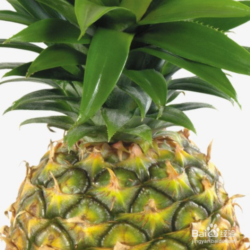 盆栽菠萝冬天怎样防冻