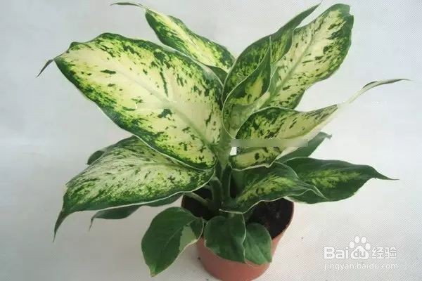 不宜放的家里面的植物