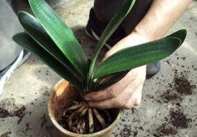 南方室内植物的培养方法？