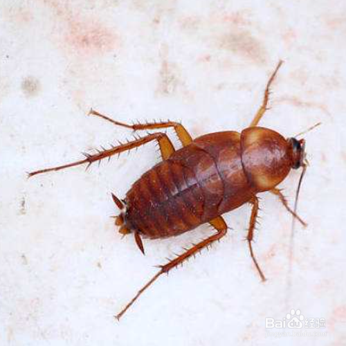 房间里有蟑螂怎么办?