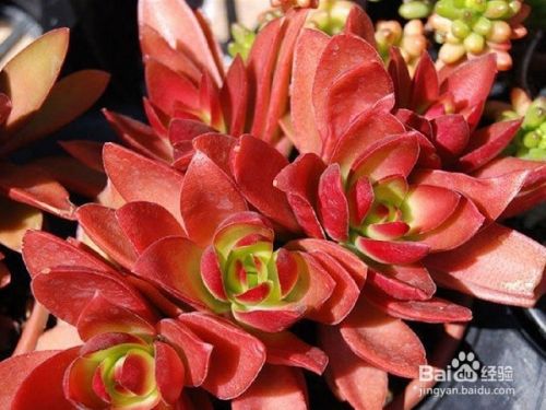 多肉植物火祭和赤鬼城怎么区分 百度经验 多肉植物火祭和赤鬼城怎么区分 百度经验