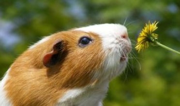 仓鼠合笼打架怎么办