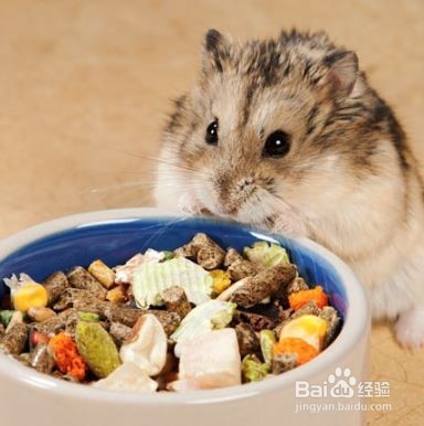 怎么判断仓鼠年龄