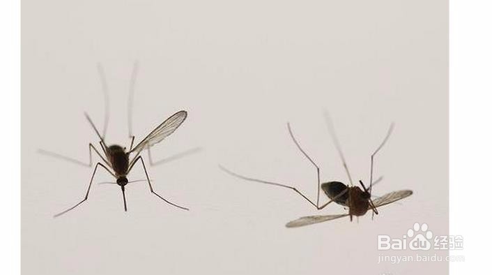 室内必备防蚊小妙招