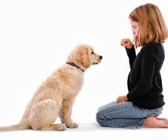 如何高效率地训练狗狗