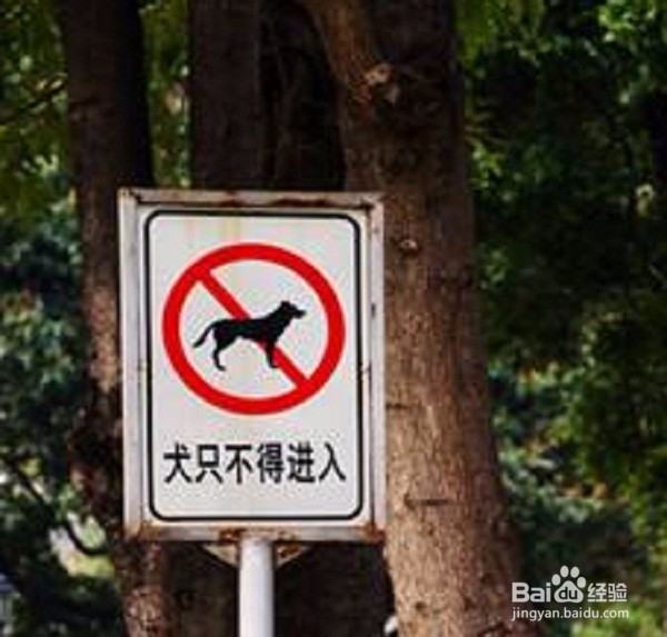 养大型宠物狗会经历哪些麻烦事？