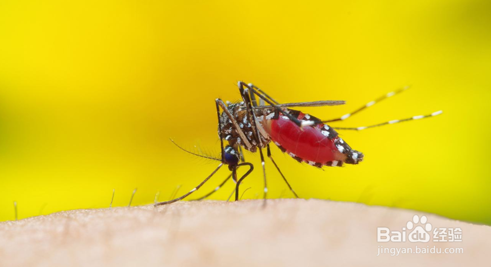 夏天如何预防蚊子叮咬