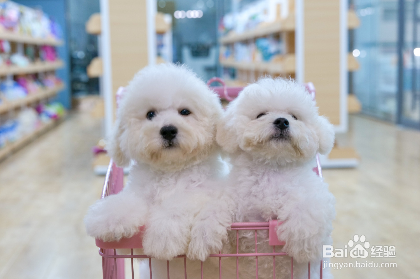 开猫店从哪里入手呢