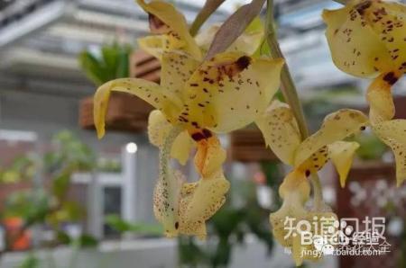 100种兰花品种图鉴，花开瞬间，艳冠群芳！