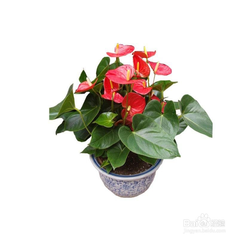 因事外出时盆花无人浇水怎么办