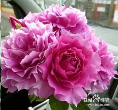 蓝妖：不可错过的经典灌木月季品种介绍