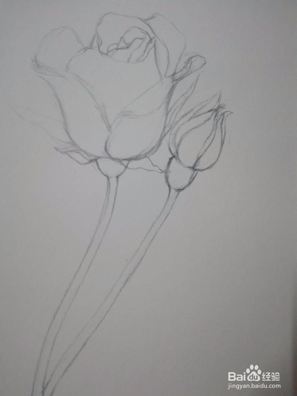 《玫瑰朵朵》手绘素描教程