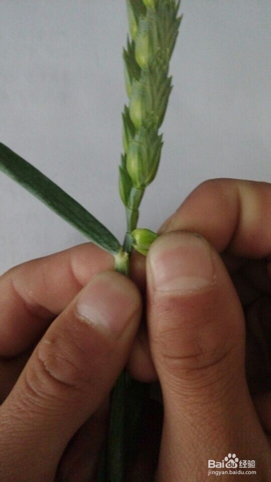 小麦去雄步骤