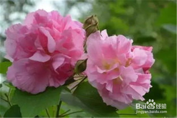 木芙蓉应该怎么养