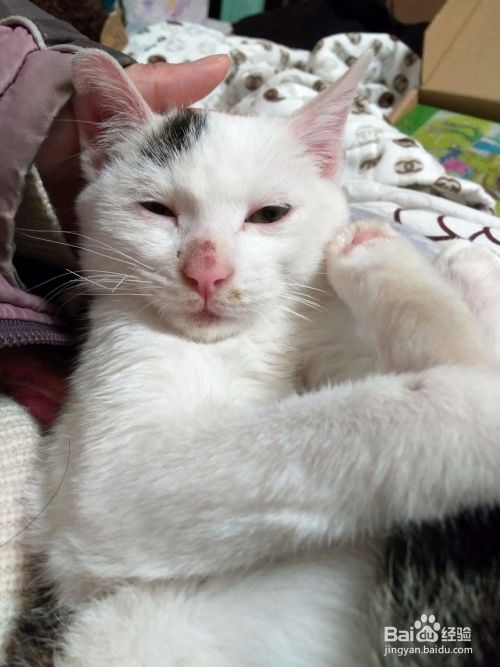 猫咪得了鼻支气管炎怎么办？