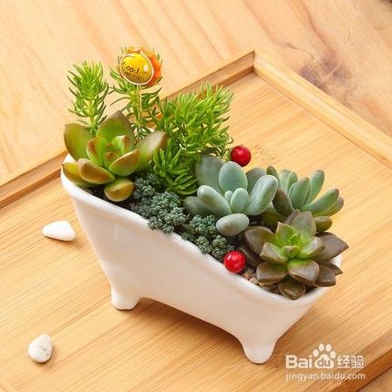 多肉组合盆栽的护理技巧 百度经验